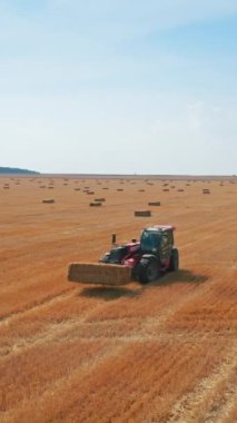 Küçük kırmızı güçlü yükleyici bir kamış balyasını alıp diğer balyanın üstüne koyuyor. Tarımsal makineler tarlada saman topluyor. Dikey video