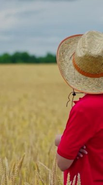 Tarladaki küçük bir çiftçinin portresi. Hasır şapkalı ciddi bir çocuk yaz günü altın tarlasında dikiliyor. Tarım ve yaz tatili. Dikey video