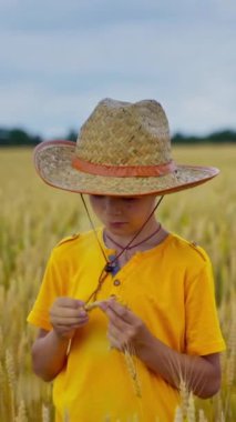 Tarım arazisinde küçük bir çocuk. Hasır şapkalı çocuk buğday dikenleri tutuyor ve olgunluğa bakıyor. Sarı tarlada küçük bir çiftçi. Dikey video