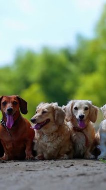 Bir grup köpek dışarıda. Farklı renklerde evcil köpekler yolda oturuyor. Uzun dilli beş köpek kameraya bakar. Dikey video