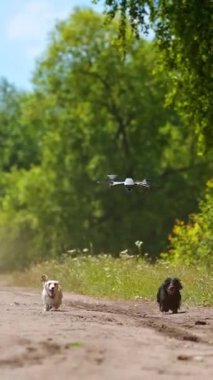 Koşan sevimli köpekler. İnsansız hava aracı yeşil doğanın içinde evcil hayvanların üzerinde uçuyor. Aktif evcil köpekler dışarıda mutlu mesut dolaşıyorlar. Dikey video