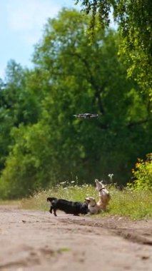 Güzel köpekler ve drone. Komik köpekler yazın dışarıda oynarlar. Aktif evcil hayvanlar atlıyor ve başlarının üzerinden uçan dronları yakalamaya çalışıyorlar. Dikey video