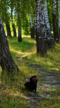 Köpekler ormanda insansız hava aracına havlar. Siyah evcil hayvan yavaşça uçan drona bakıyor. Açık havada oynayan komik evcil hayvanlar. Dikey video