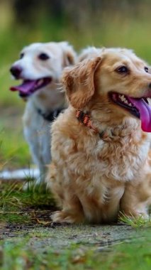 Doğada evcil köpekler. Güzel dachshund köpekleri yaz mevsiminde çimlerin üzerinde dinlenirler. Farklı renkte evcil köpek portresi ve açık havada diller. Yakın plan. Dikey video