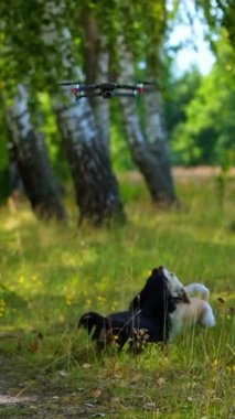 Köpekler İHA 'ya havlar. Ormanda oynayan soylu hayvanlar. İnsansız hava aracı evcil hayvanların üzerinde uçuyor. Evcil hayvanlar, insansız hava aracı yakalamak için atlarlar. Dikey video