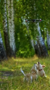 İnsansız hava aracı ve köpekler doğada. Sevimli hayvanlar zıplar ve İHA 'ya havlarlar. Köpeklerin kafalarının üstünde uçan bir dron. Bakımlı evcil köpekler ormanda oynarlar. Dikey video