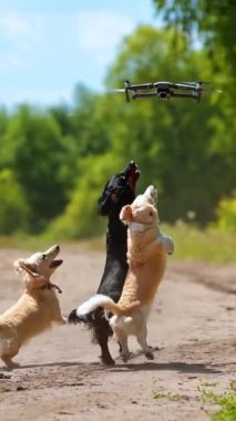 Köpekler dışarı zıplıyor. Komik hayvanlar havada uçan drona havlar ve onu yakalamaya çalışır. Doğada oynayan bir grup soylu köpek. Dikey video