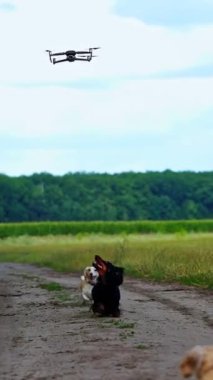 Doğanın aktif köpekleri. Drone tarladaki evcil hayvanların üzerinden uçuyor. Komik hayvanlar havada uçan ve havlayan drona bakar. Dikey video