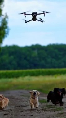 Bir grup köpek dışarıda oynuyor. Tarlanın yakınındaki yolda koşan ve üzerlerinde uçan drona havlayan komik evcil hayvanlar. Dikey video