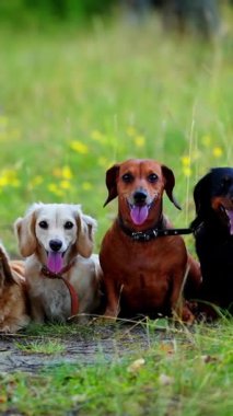 Bir grup köpek portresi. Yeşil çimlerin üzerinde oturan evcil hayvanlar ve sıcak havada uzun dilleri gösteriyor. Güzel dachshund köpekleri dışarıda. Dikey video