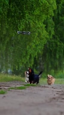 Yazın koşan mutlu köpekler. Bir grup iyi bakımlı evcil köpek yeşil manzaranın arasında kameraya doğru yol alıyorlar. İnsansız hava aracı evcil hayvanların üzerinde uçuyor. Dikey video