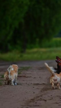 Sevimli köpek yürüyüşü. Güzel köpekler havlar ve yeşil doğa arka planında üzerlerinde uçan drona atlarlar. Dikey video