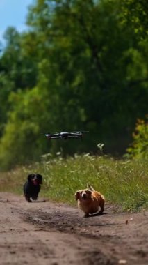 Sedef hayvanlar açık havada. Evcil köpekler güzel yeşil doğa arka planında koşup zıplıyorlar. İnsansız hava aracı köpek evcil hayvanlarının üzerinde uçuyor. Dikey video