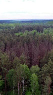 Drone dikey videosundan Orman Manzarası