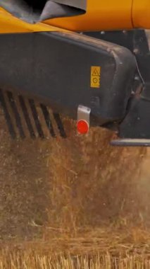 Tarlada altın kuru buğday hasadının ayrıntıları. Sarı yaz aylarında mahsul topluyor. Dikey video
