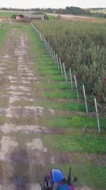 Sıralar dolusu elma ağacı. Bahçedeki çiçek açan elma ağaçlarının hava görüntüsü Dikey video