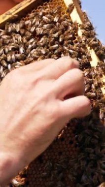 Çıplak arıcıların elleri bal çerçevesinin yüzeyindeki arılara dokunuyor. Arıcı 'nın elindeki metal alet. Arkaplan bulanık. Dikey video