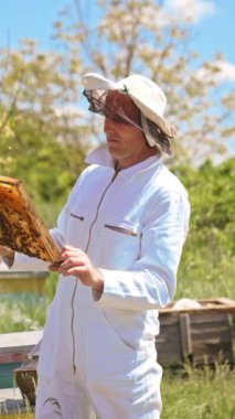 Güneşli bir günde beyaz kıyafetli Apiculturist arıları kontrol ediyor. Arıcı, metal bir aletle çerçeveyi bir arada tutuyor. Etrafta çok sayıda arı uçuşuyor. Dikey video