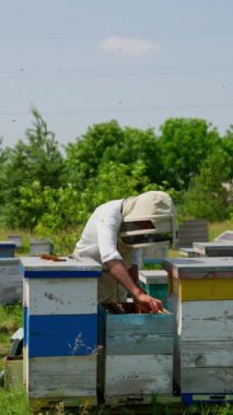 Kırsal arı çiftliğinde çalışıyorum. Erkek arıcı arı kovanlarını kontrol ediyor. Etrafında uçuşan çok sayıda böcek var. Doğa arkaplanı. Dikey video