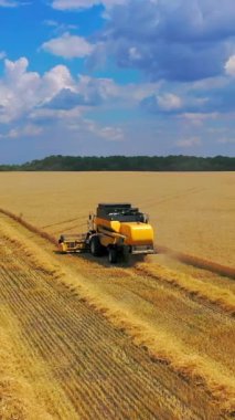 Altın tarlada tarım makineleri. Günümüz hasatçıları, parlak yaz günlerinde olgunlaşmış mahsulleri topluyor. Çiftlik arazilerinde mevsimlik işler. Dikey video