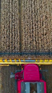 Modern kombine makinesinin kesici bıçakları. Pembe ve sarı ekin biçme makinesi tarlada olgun tarım bitkileri topluyor. Üst hava manzarası. Dikey video