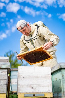 Arıcı güneşli bir günde bal peteği çerçevelerini inceliyor. Bir arı yetiştiricisi açık bir gökyüzünün altındaki arı kovanları arasında bal peteği çerçevelerini inceler.