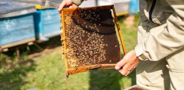 Arıcı yazın bir çiftlikte bal peteği çerçevesini inceliyor. Bir arı yetiştiricisi güneşli bir çiftlikte bal ve arılarla dolu bir çerçeveyi inceliyor..