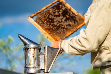 Arı yetiştiricisi, arı kovanındaki bal peteği çerçevesini inceliyor. Bir arı yetiştiricisi açık havada sigara içerken bal peteği çerçevesini inceler..