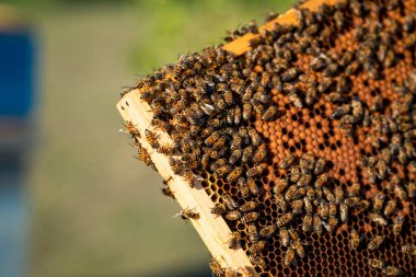 Güneşli bahçede bal peteği çerçevesindeki arılar. Arılar aktif olarak güneşin altında bir bahçede bal peteği çerçevesi üzerinde çalışıyorlar..