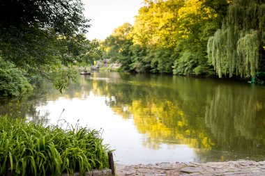 Öğleden sonra ışığında yemyeşil yemyeşil, sakin nehir manzarası. Huzurlu bir nehir, parlak yapraklarla çevrili altın güneş ışığını yansıtır..