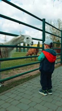 Hayvanat bahçesinde yürüyen tatlı çocuk. Küçük erkek bebek hayvanat bahçesinde besleniyor. Dikey video.