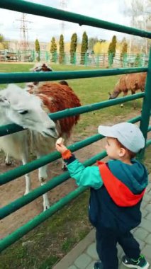 Küçük erkek bebek hayvanat bahçesinde besleniyor. Hayvanat bahçesinde yürüyen tatlı çocuk. Dikey video.