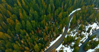 Amerikan ulusal parkı Rainier Dağı hava manzaralı. Yeşil orman manzarası.