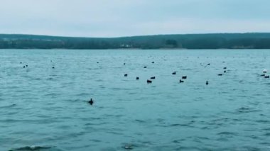 Kışın nehirin küçük dalgalarında yüzen vahşi ördekler. Uçsuz bucaksız suların manzarasıyla vahşi doğada soğuk gri bir gün..