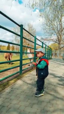 Küçük oğlan çitin arkasındaki lamalara bakarak hayvanat bahçesinin yanından geçiyor. Çocuk hayvanları elmayla besliyor. Dikey video.