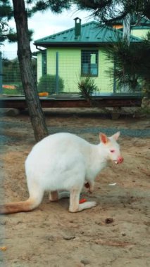 Komik beyaz kanguru ısrarla bir şeyler çiğniyor. Hayvanat bahçesinde yaşayan sevimli vahşi albino hayvan. Dikey video.