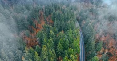 Kalın sisle kaplı çam ağacı ormanı. İki şeritli otoban ve dağlık bölgede ormanı geçen bir araba. Üst görünüm.