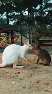 Açık havada tatlı albino kanguru ve Patagonya marası. Esaret altında yaşayan iki hayvan yemek çiğniyor. Dikey video.