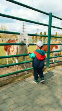 Beyaz erkek bebek çitin orada durmuş, Lamalara bakıyor. Mutlu çocuk hayvanat bahçesinde yaşayan alpakalara şeker veriyor. Dikey video.