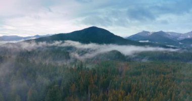 Çam ağacı ormanlarından süzülen dağ tepeleri. Sis ormanın üzerinde yayılıyor. Üst Manzara. Mount Rainer Ulusal Parkı, Washington, ABD.