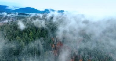 Dağlık bölgedeki çam ağacı ormanını sis kaplıyor. Güzel Mount Rainer Ulusal Parkı manzarası, Washington State, ABD.
