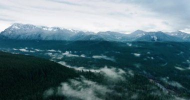 ABD 'nin Washington eyaletindeki Mount Rainer Ulusal Parkı' ndaki yemyeşil ormanların muhteşem manzarası. Arkaplanda güneşli dağlar. Üst görünüm.