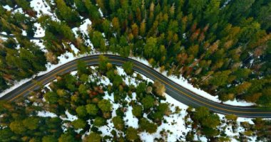 Çam ağacı ormanında kış. Kırmızı araba ormanı geçerek yol boyunca yavaşça gider. Mount Rainer Ulusal Parkı, Washington Eyaleti, ABD.
