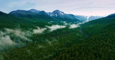 Dağlık araziyi kaplayan yemyeşil çam ağaçlarının muhteşem manzarası. Sis bulutları ağaçların tepelerine dolanmış. Mount Rainer Ulusal Parkı, Washington State, ABD 'de hava perspektifi.