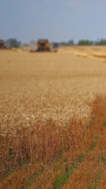 Büyük buğday tarlasında yetişen sarı buğday hasadı üzerinde çalışıyor. Tarım kavramı. Dikey video