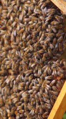 Arı kovanının çerçeveleri. Arı yetiştiricisi bal topluyor. Bal hücreleri üzerinde çalışan arılar. Apier konsept. Dikey video