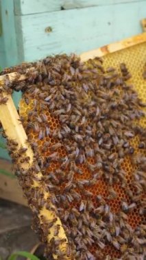 Arı kovanının çerçeveleri. Arı yetiştiricisi bal topluyor. Bal hücreleri üzerinde çalışan arılar. Apier konsept. Dikey video