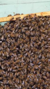 Bal peteği üzerinde çalışan arılar. Arı kovanının çerçeveleri. Apiculture Dikey Video