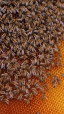 Bal peteği üzerinde çalışan arılar. Arı kovanının çerçeveleri. Apiculture Dikey Video