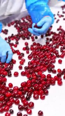 Böğürtlen Taşıyıcı boyunca ilerler. Böğürtlenleri taşıma hattında sınıflandırıyorum. Dikey video